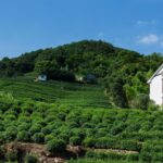 Longjing Tea Village