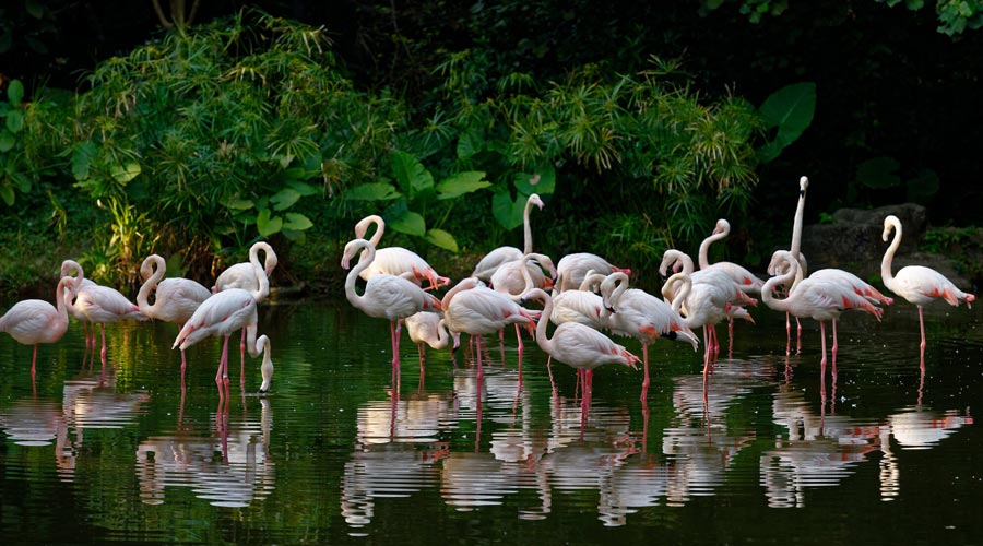 Guangzhou Zoo in China