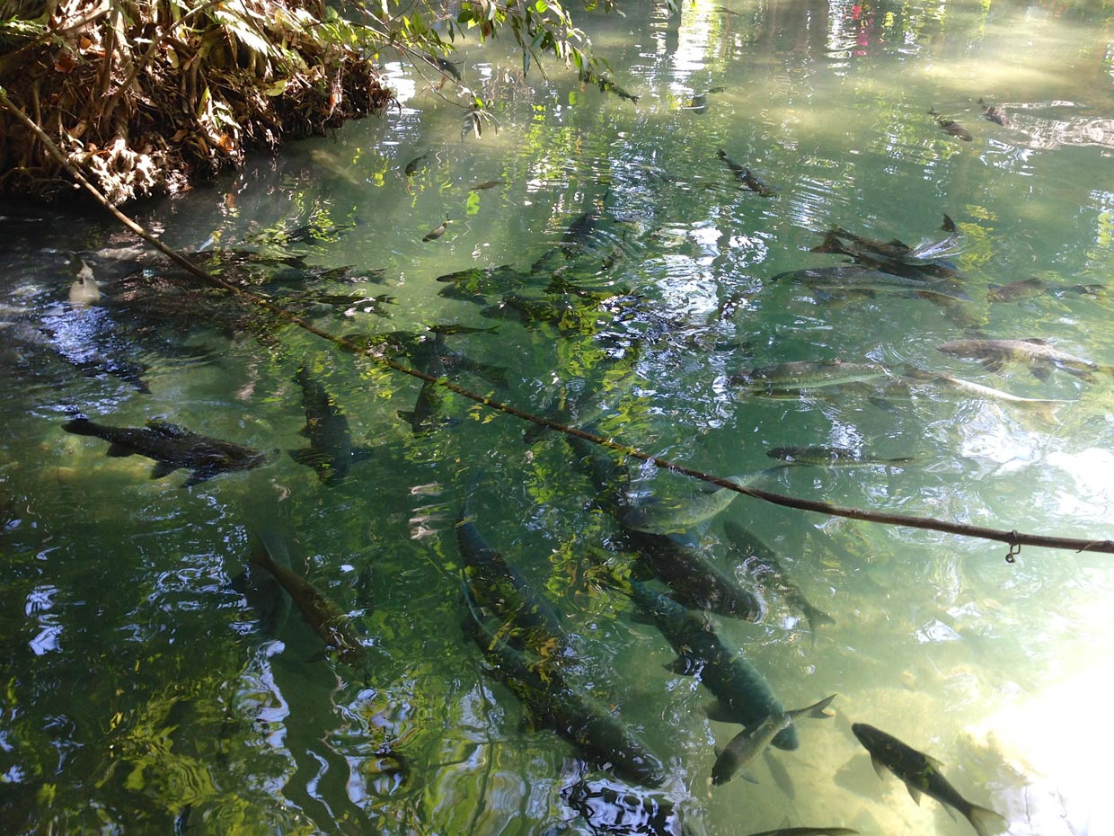 Fish Cave in Mae Hong Son