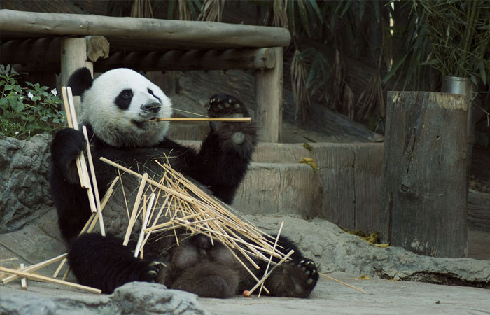 Chengdu Research Base of Giant Panda Breeding,