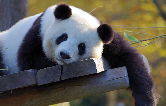 Chengdu Research Base of Giant Panda Breeding