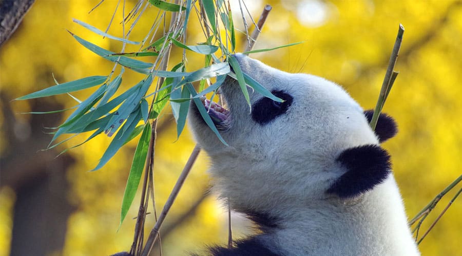 Chengdu Research Base of Giant Panda Breeding