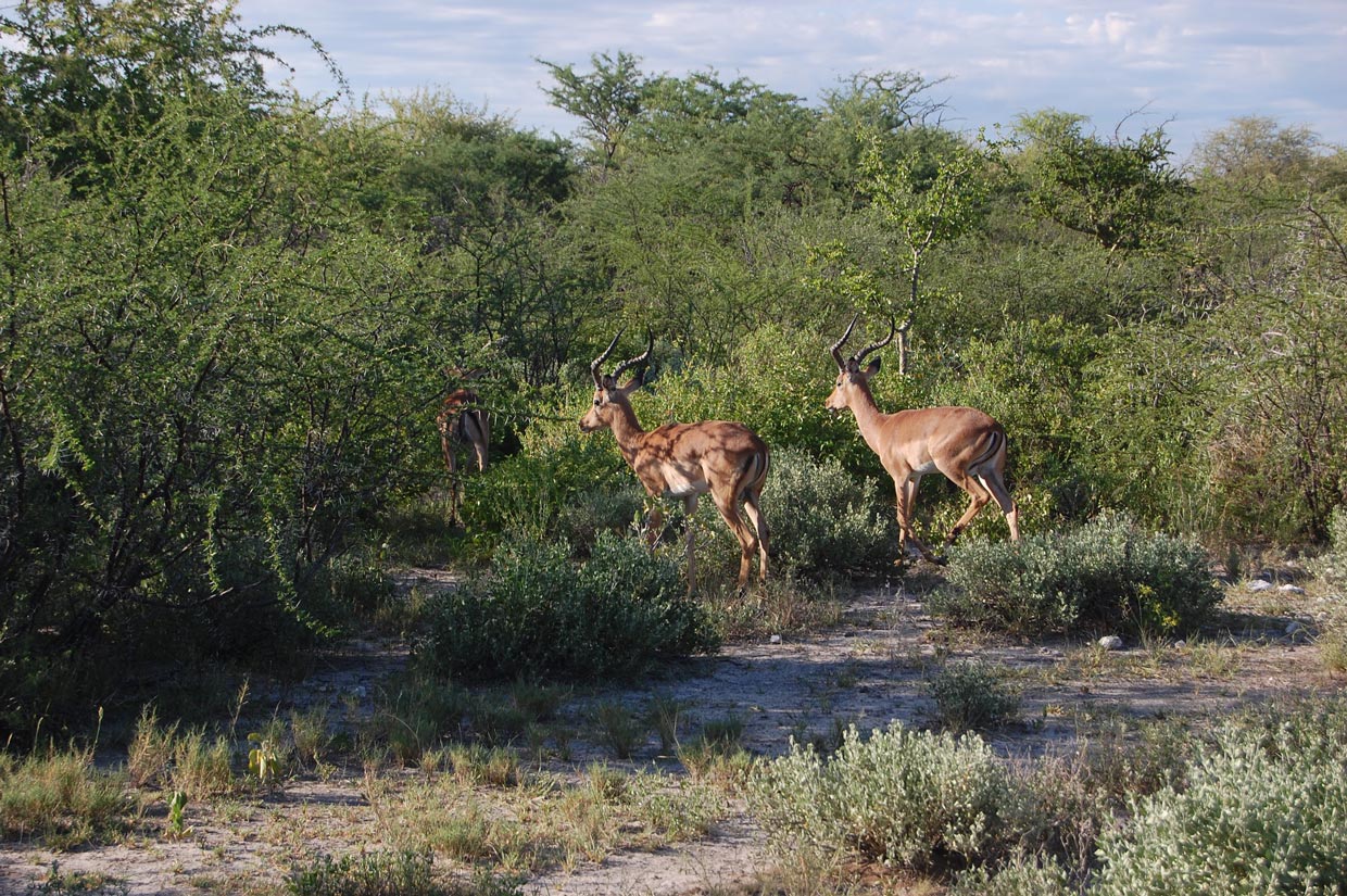 Ongava Park