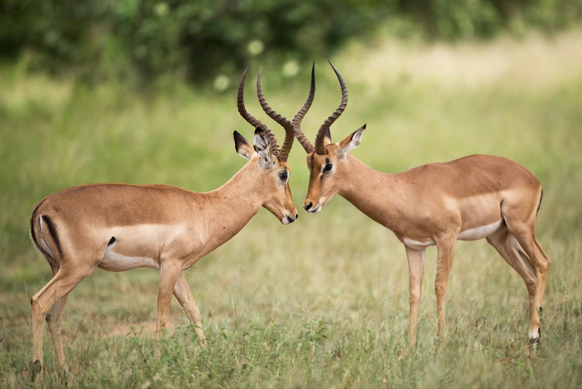 Kruger National Park, South Africa