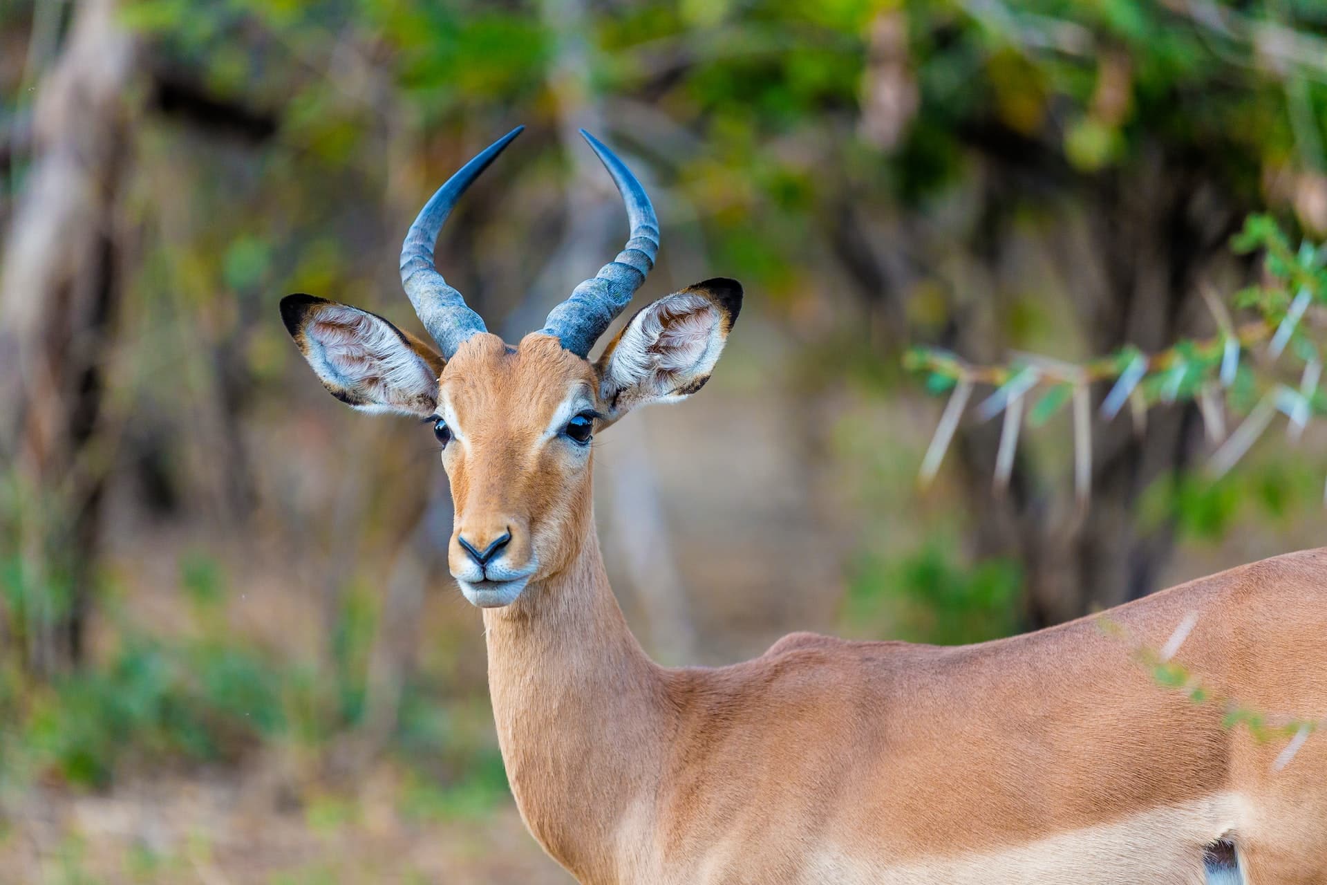 Hwange National Park