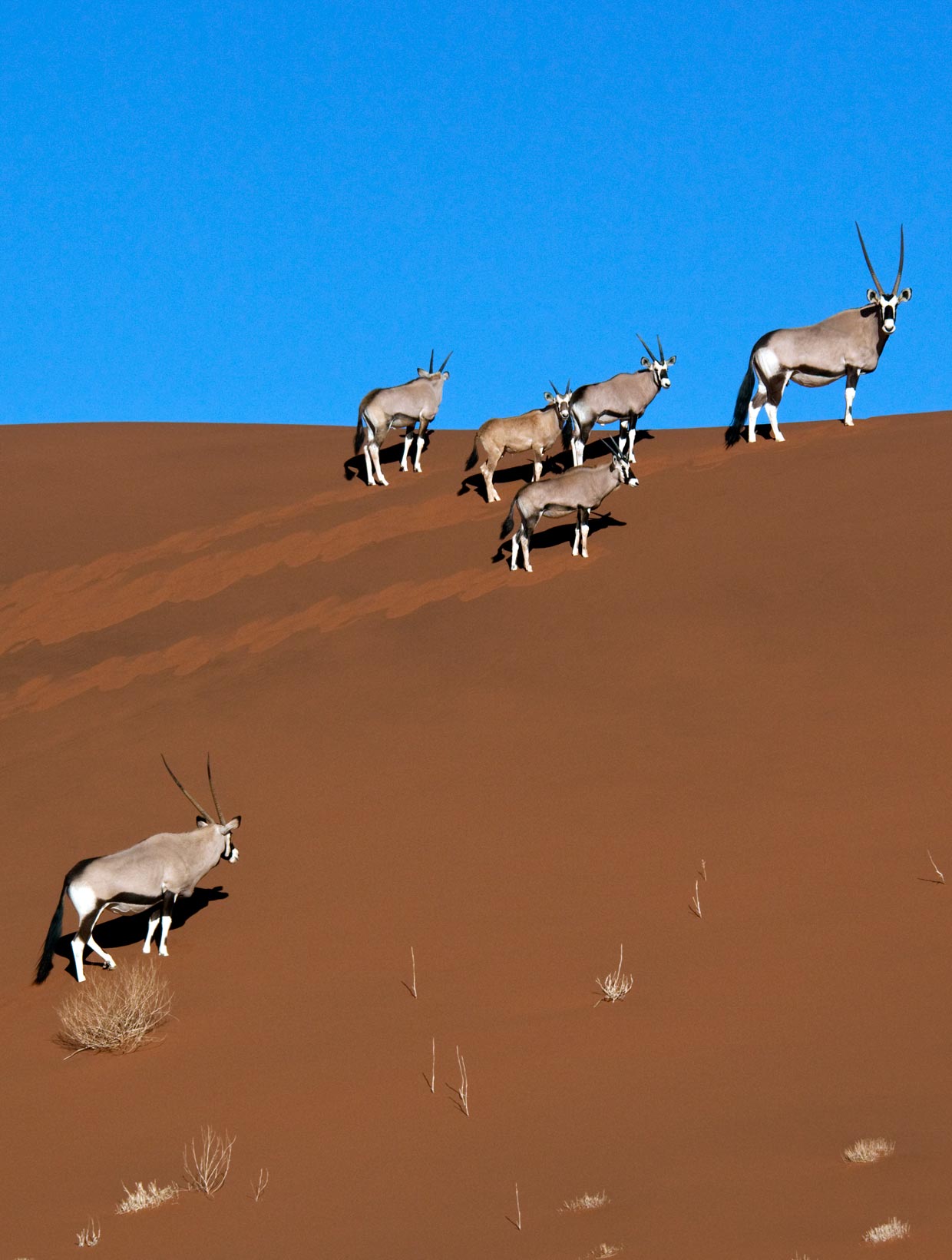 Wildlife in Sossusvlei