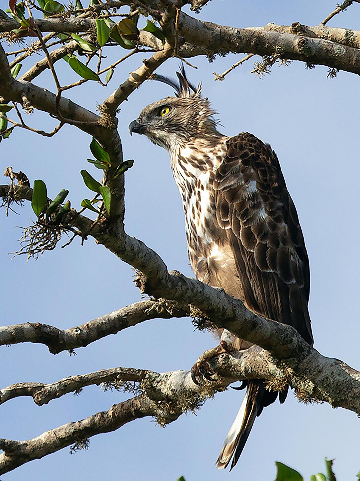 Yala National Park