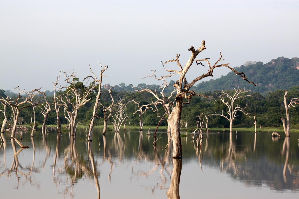 Yala National Park