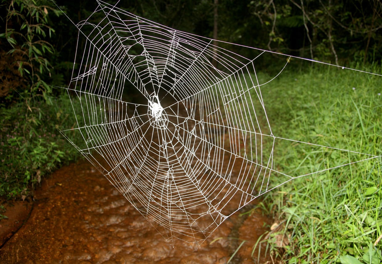 Andasibe Mantadia National Park