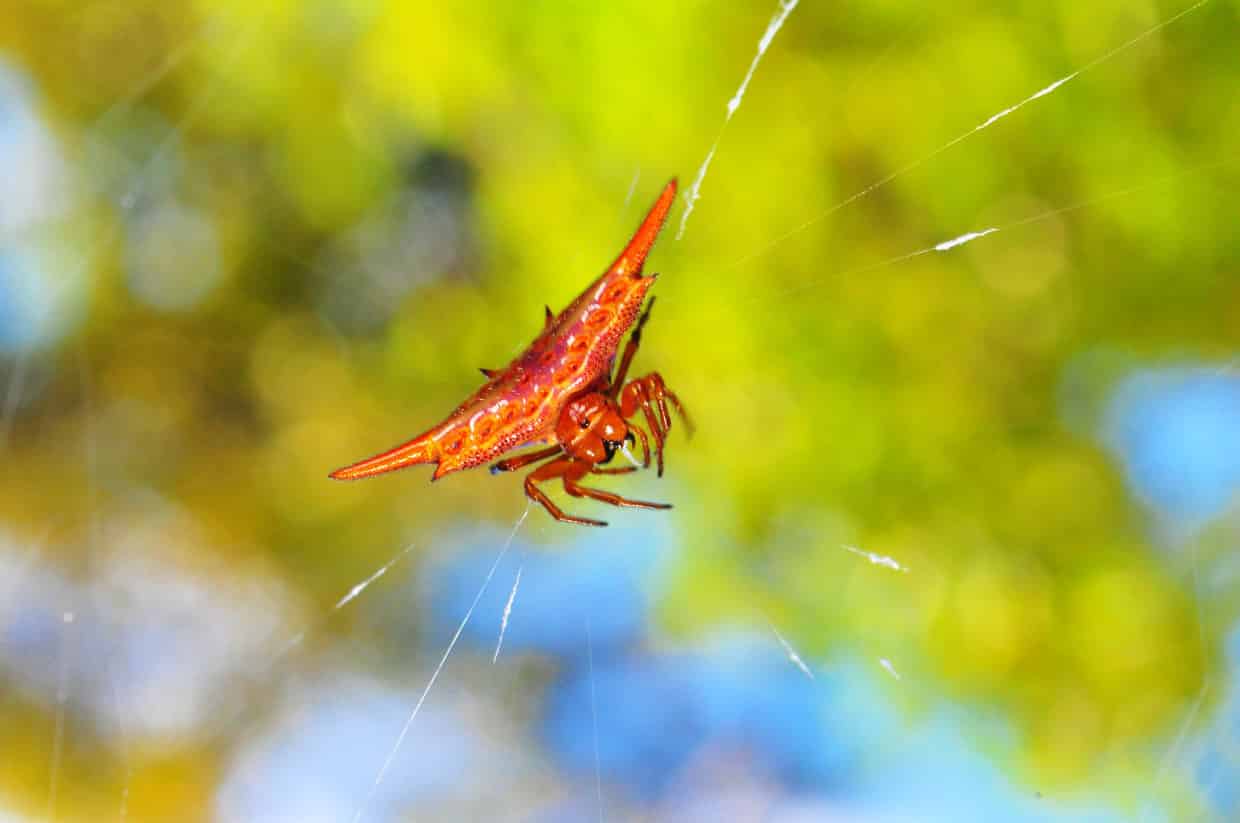 Andasibe Mantadia National Park