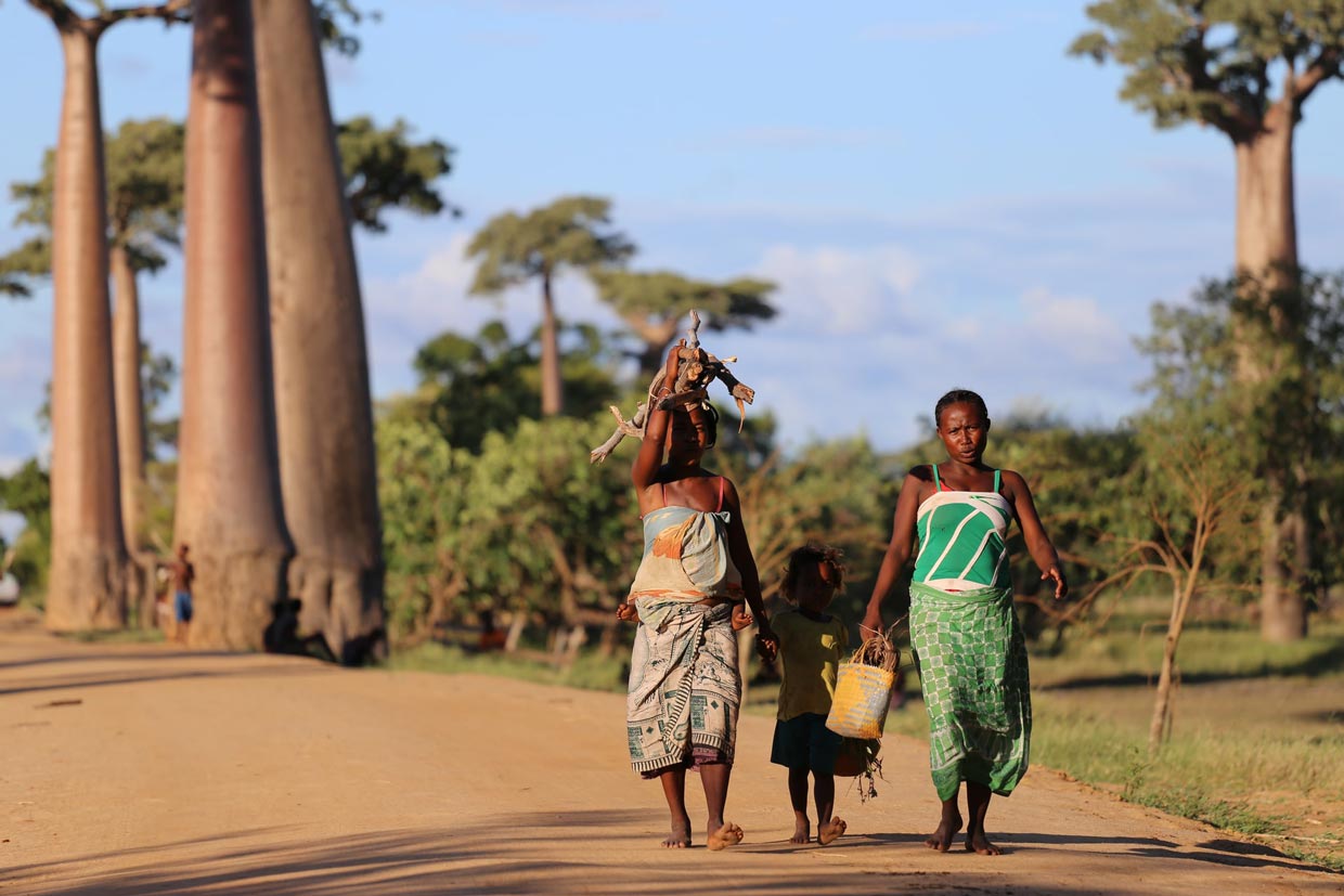 Baobabs Avenue Madagascar