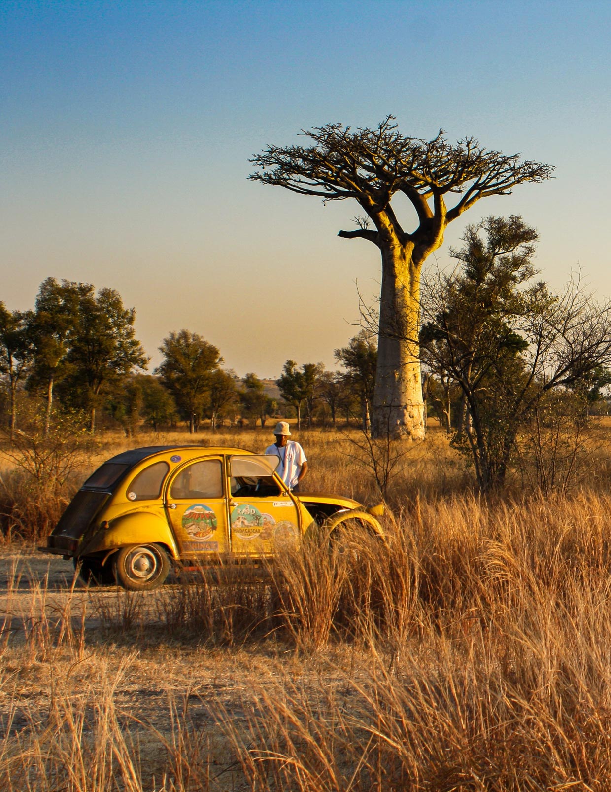 Baobabs avenue Madagascar