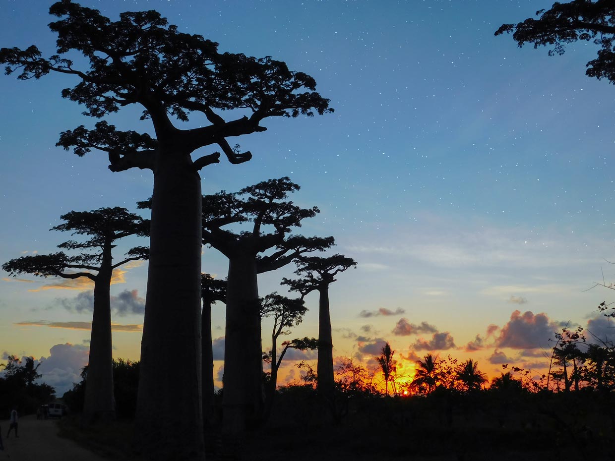 Baobabs Avenue Madagascar