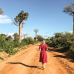 Baobabs avenue Madagascar