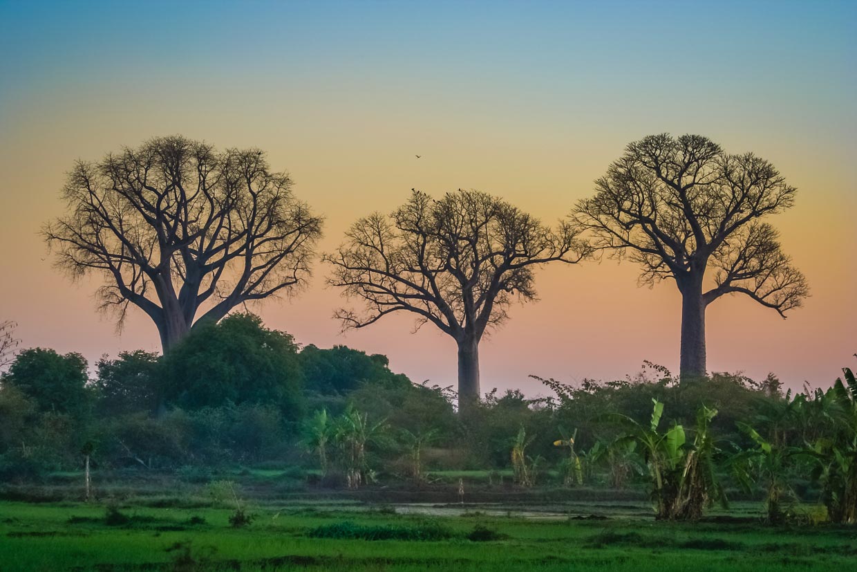 Baobabs Avenue Madagascar