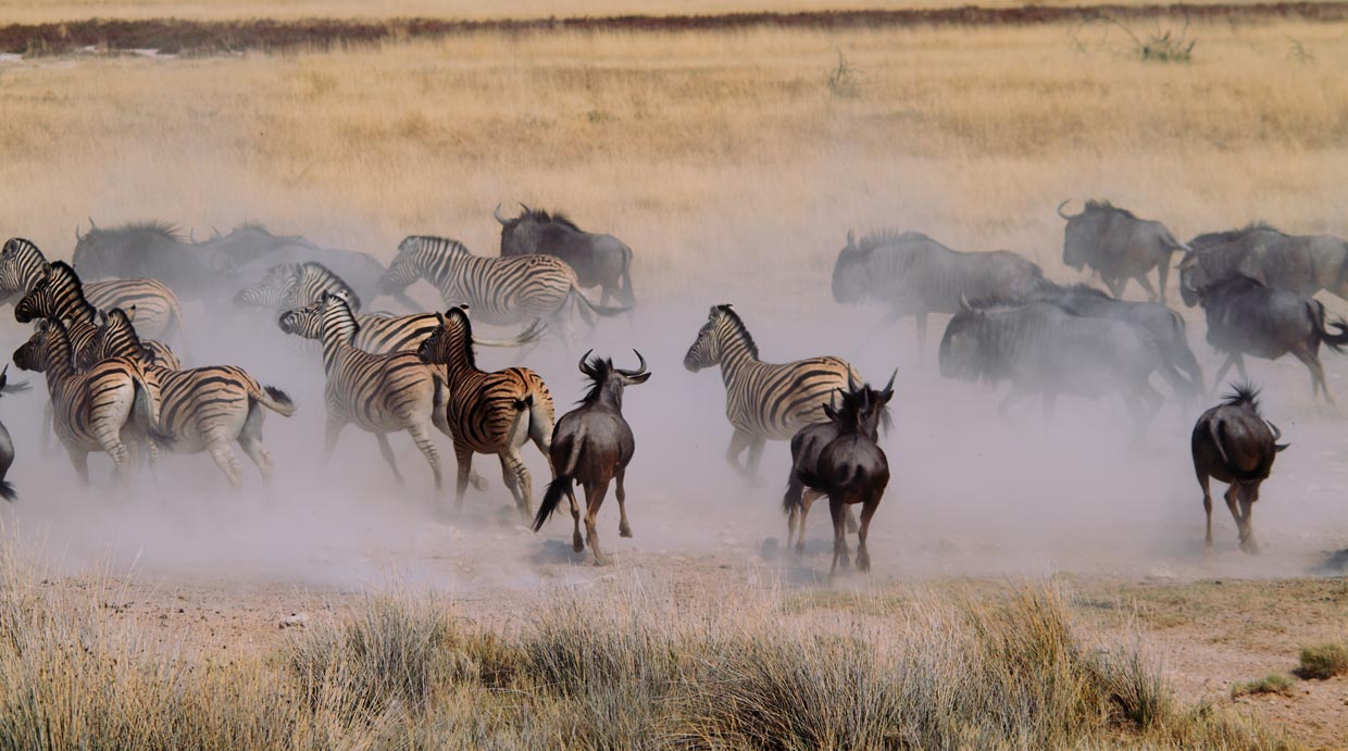 Etosha National Park