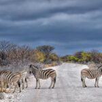 Etosha National Park