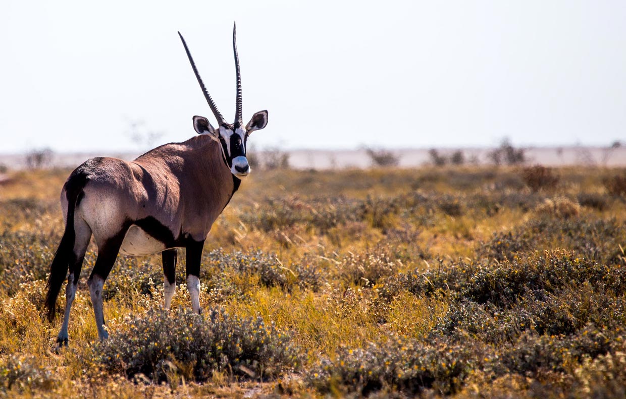 Etosha National Park