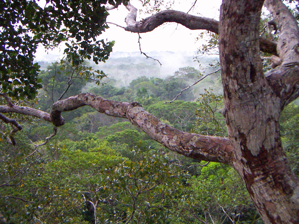 Tanimboca in Leticia