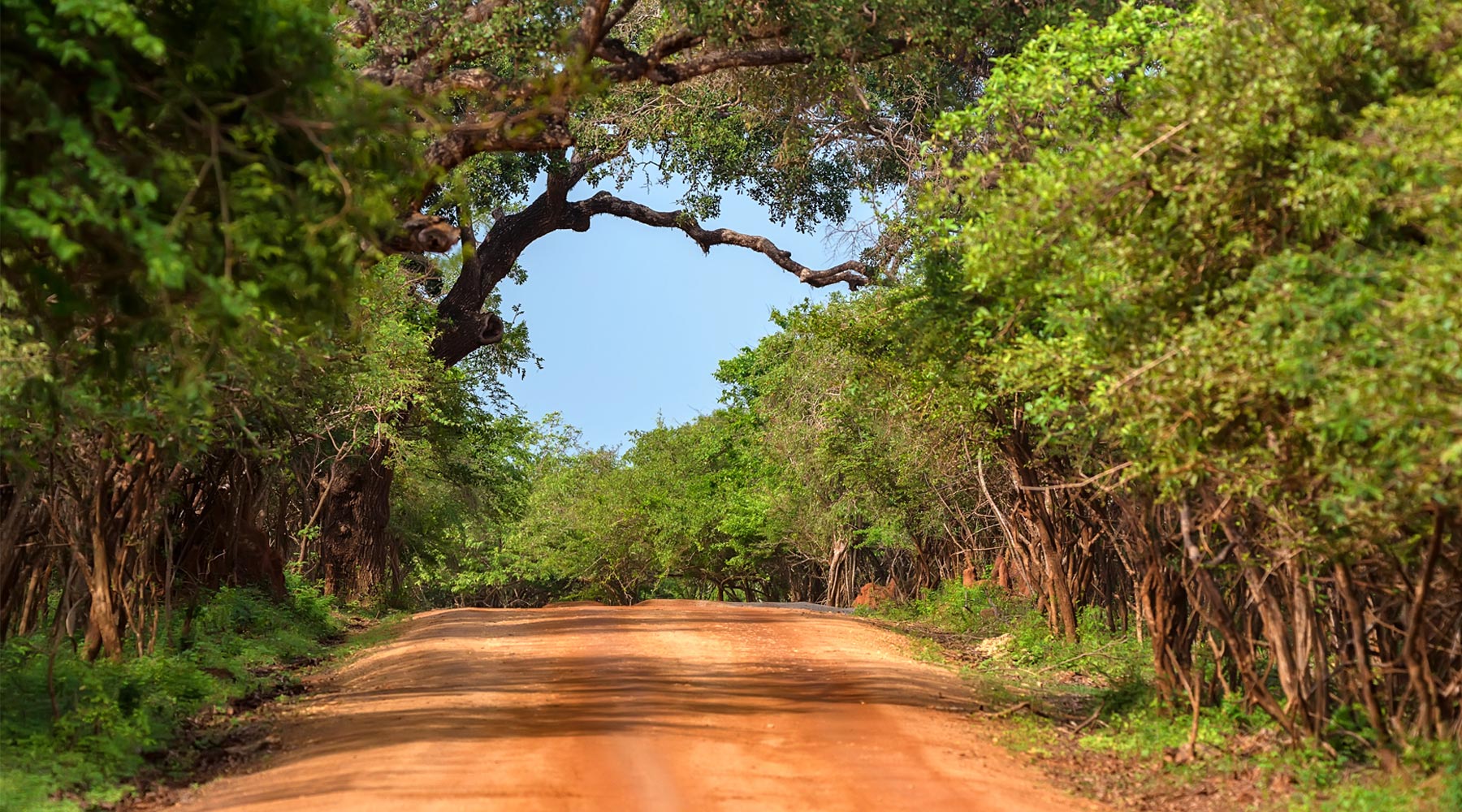 Yala National Park