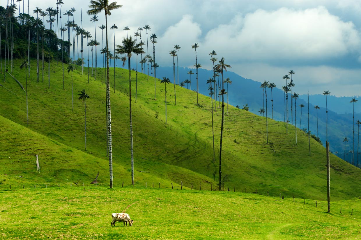 Cocora Valley in Colombia