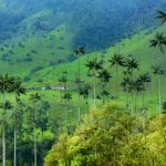 Cocora Valley in Colombia