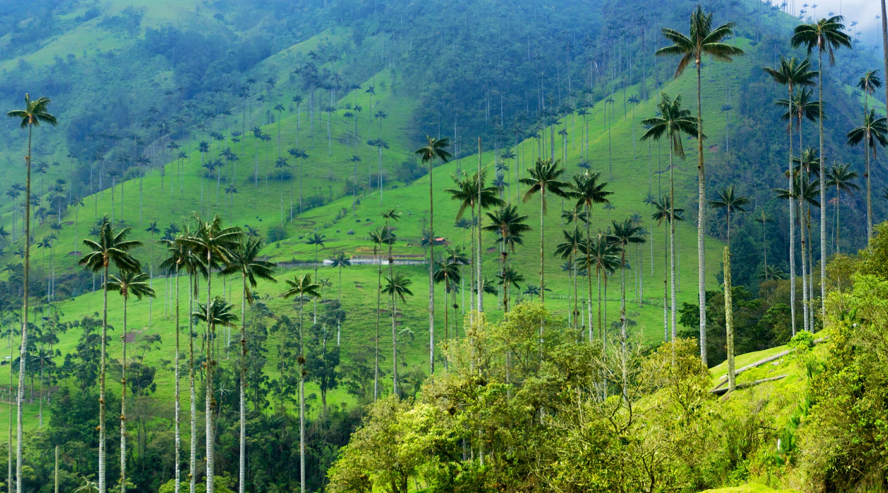 Cocora Valley in Colombia