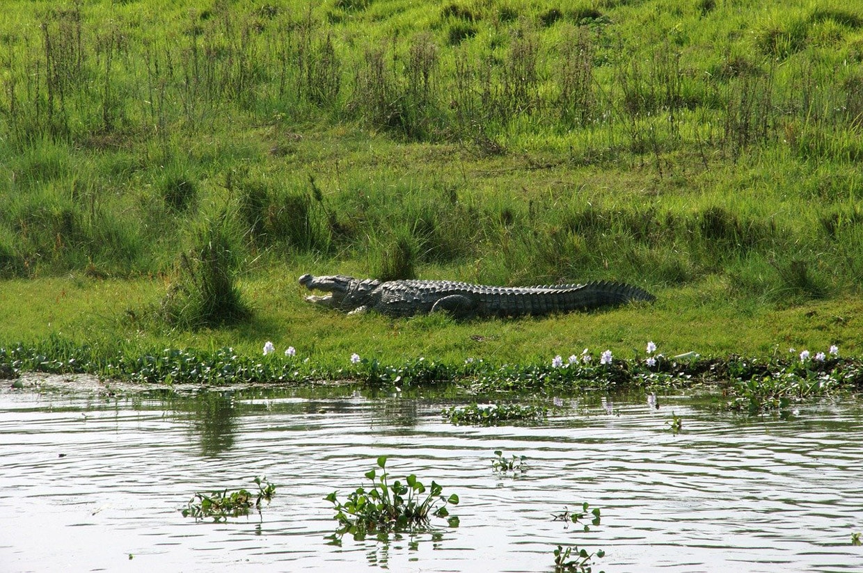 Chitwan National Park