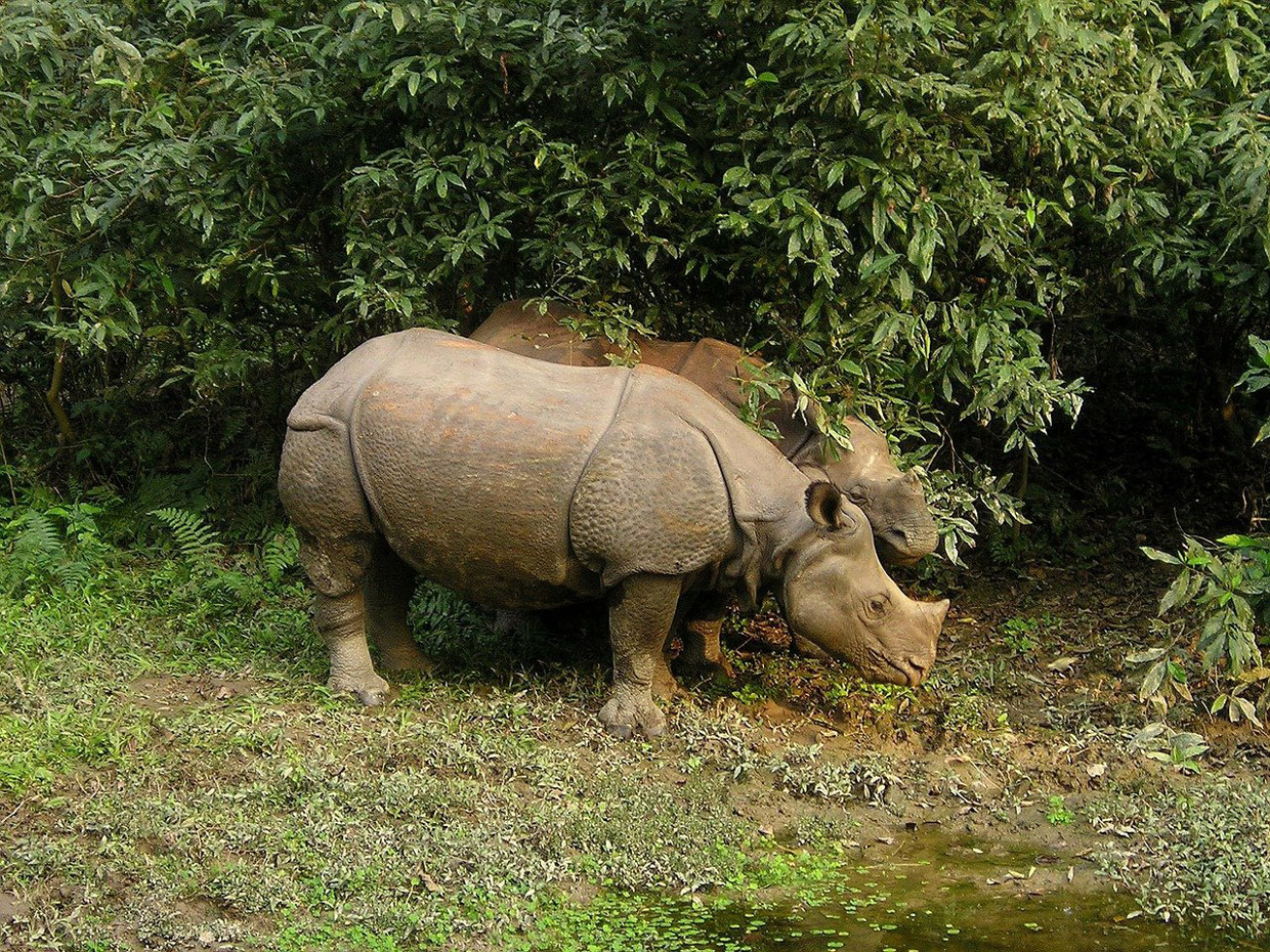 Chitwan National Park