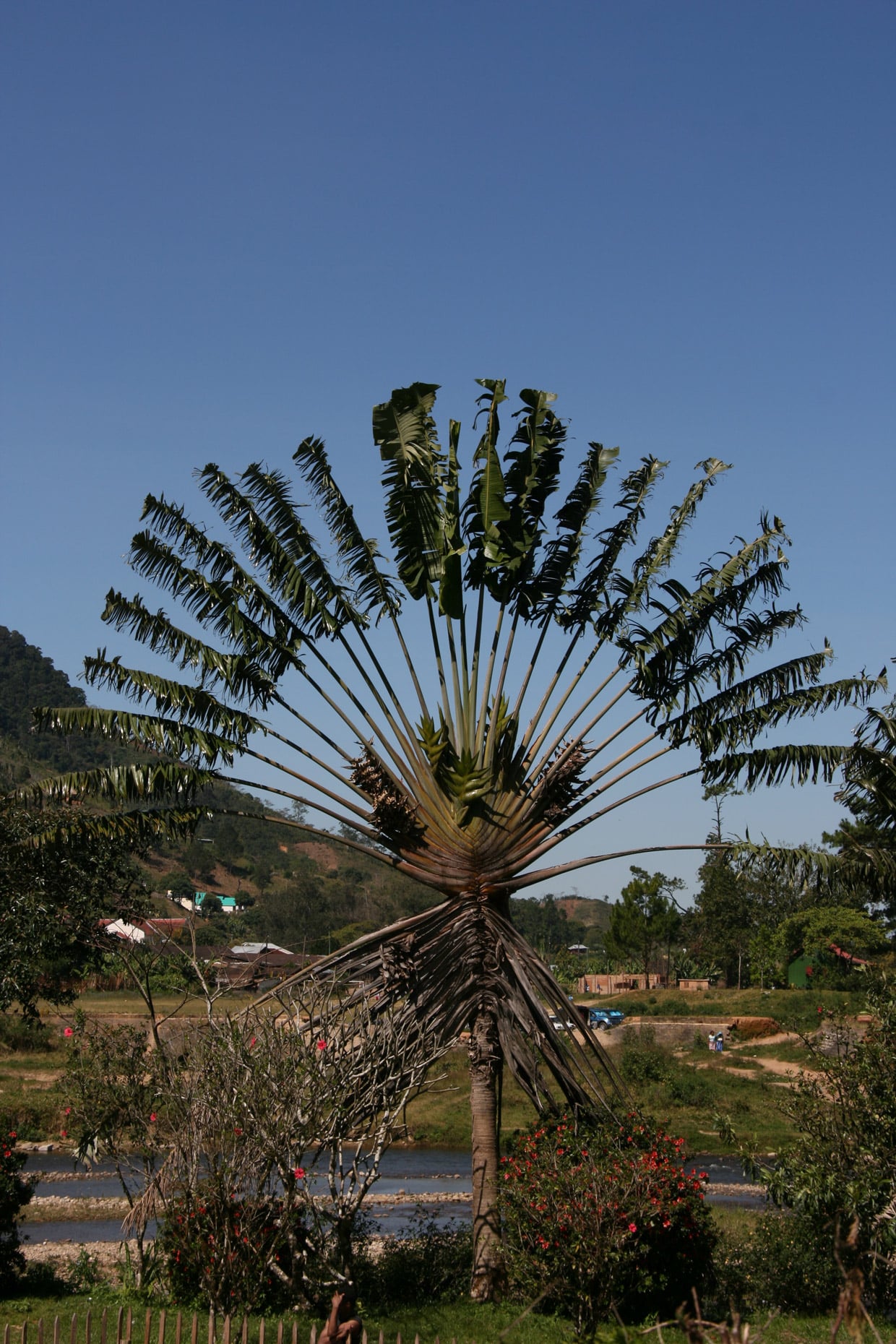 Ranomafana National Park