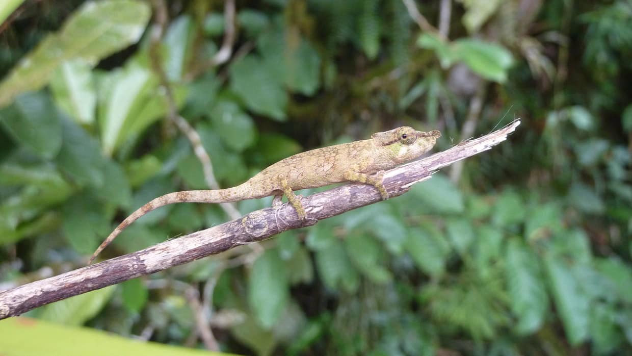 Ranomafana National Park