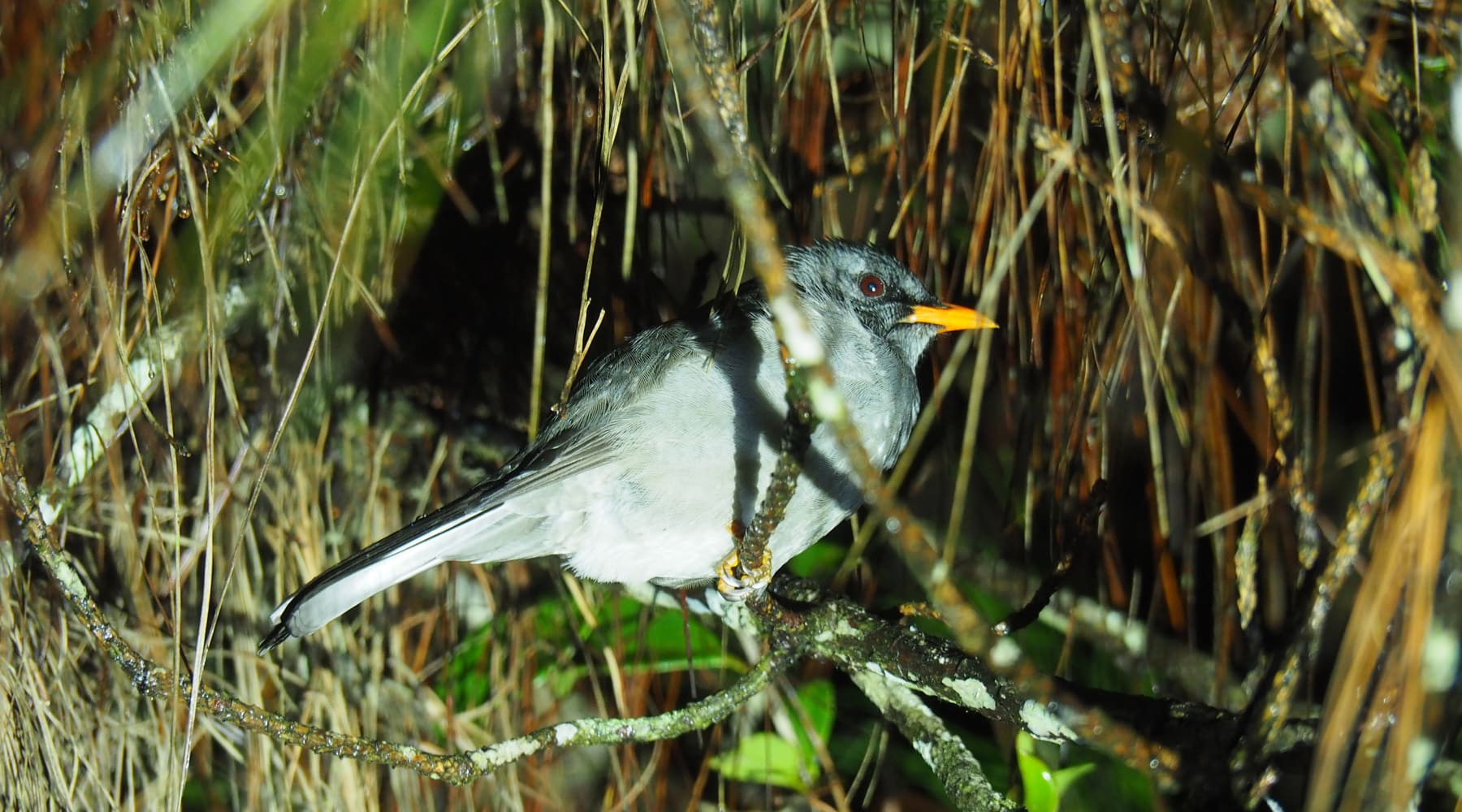 Andasibe Mantadia National Park