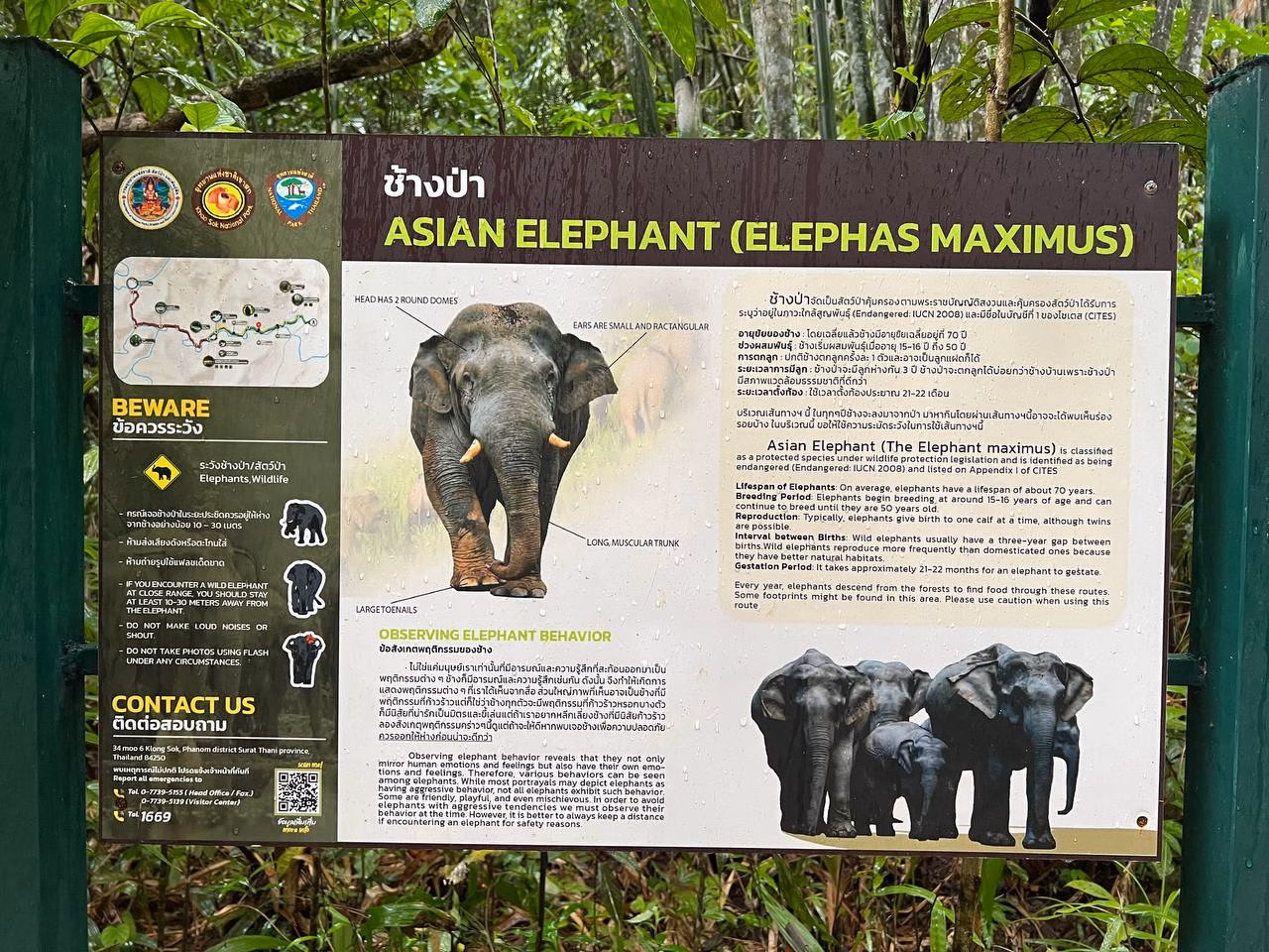 Asian Elephants
