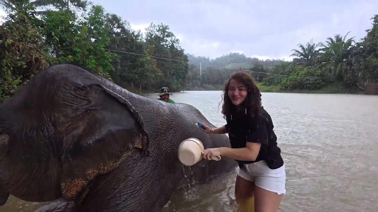 Bathing Banana Leaf in the river at Buathong Elephant Home