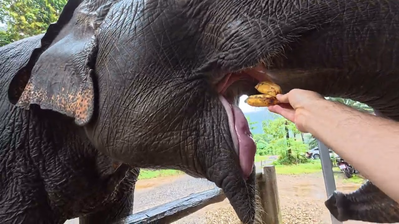 Feeding Banana Leaf bananas at Buathong Elephant Home